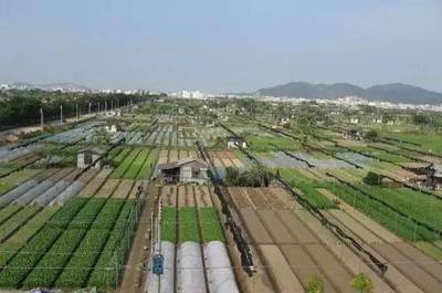 产业园建设进行时|澄海蔬菜产业园已建3.5万亩连片种植基地