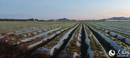 福建泉州 探索东南沿海现代农业发展和城乡融合新路径